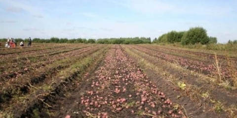 Roko krompir: karakteristike, uzgoj